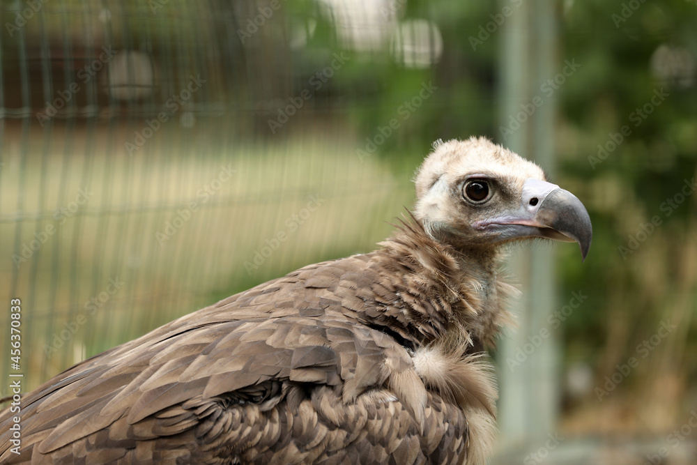 Beautiful Eurasian griffon vulture in zoo enclosure, space for text Beautiful Eurasian griffon vulture in zoo enclosure, space for text