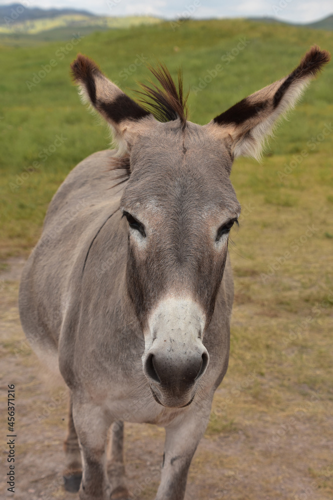 Adult Burro Standing in a Meadow in Custer Adult Burro Standing in a Meadow in Custer