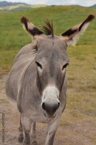 Adult Burro Standing in a Meadow in Custer