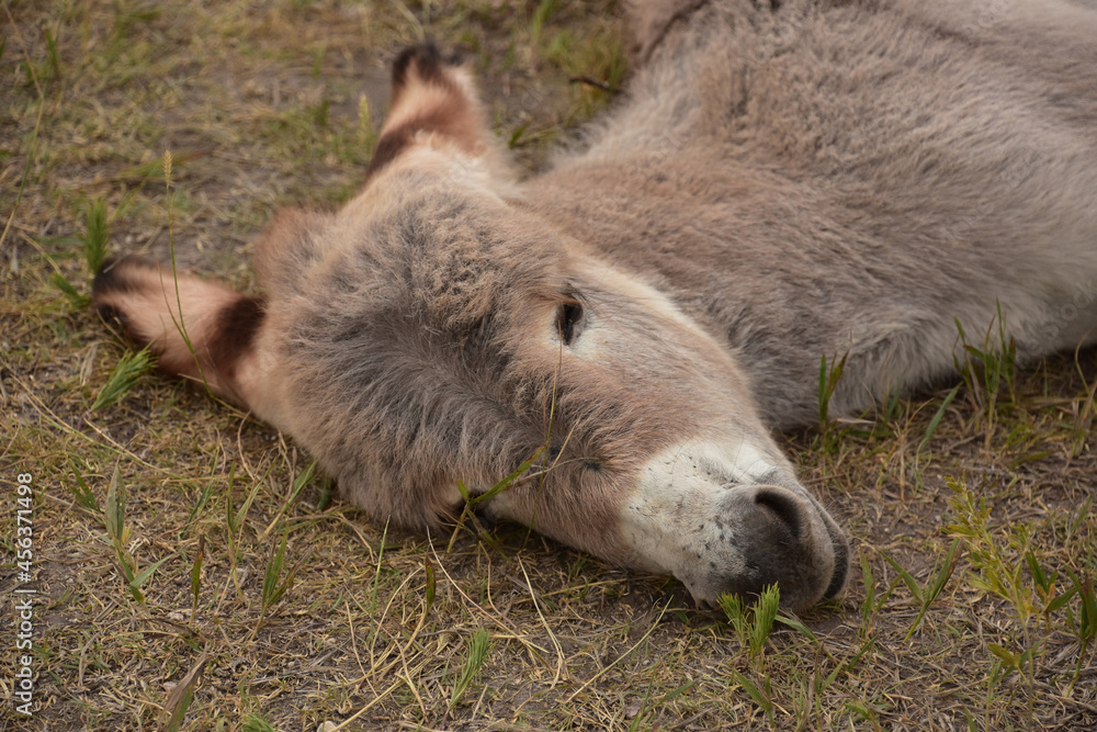Baby Burro Sleeping with His Head Down Baby Burro Sleeping with His Head Down
