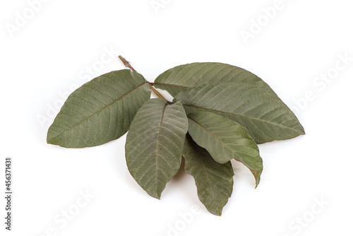 Guava or psidium guajava branch purple leaves isolated on white background. photo