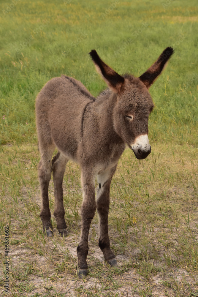 Fluffy Brown Baby Burro Standing in a Field Fluffy Brown Baby Burro Standing in a Field