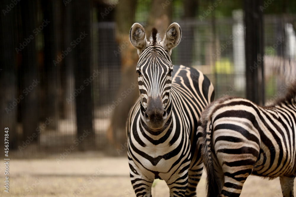 Fototapeta premium Beautiful zebras in zoo enclosure. Exotic animals