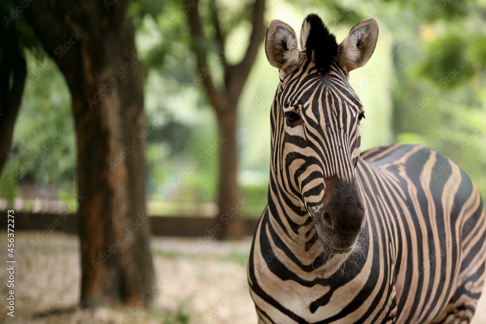 Fototapeta premium Beautiful zebra in zoo enclosure, space for text
