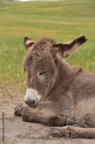 Looking into the Face of a Baby Burro
