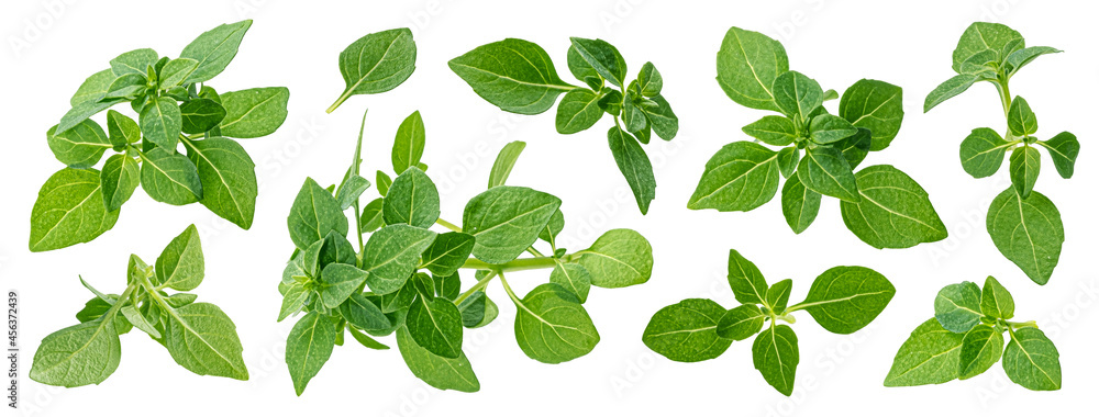 Greek basil leaves isolated on white background with clipping path Greek basil leaves isolated on white background with clipping path