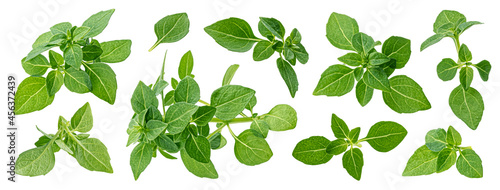 Greek basil leaves isolated on white background with clipping path