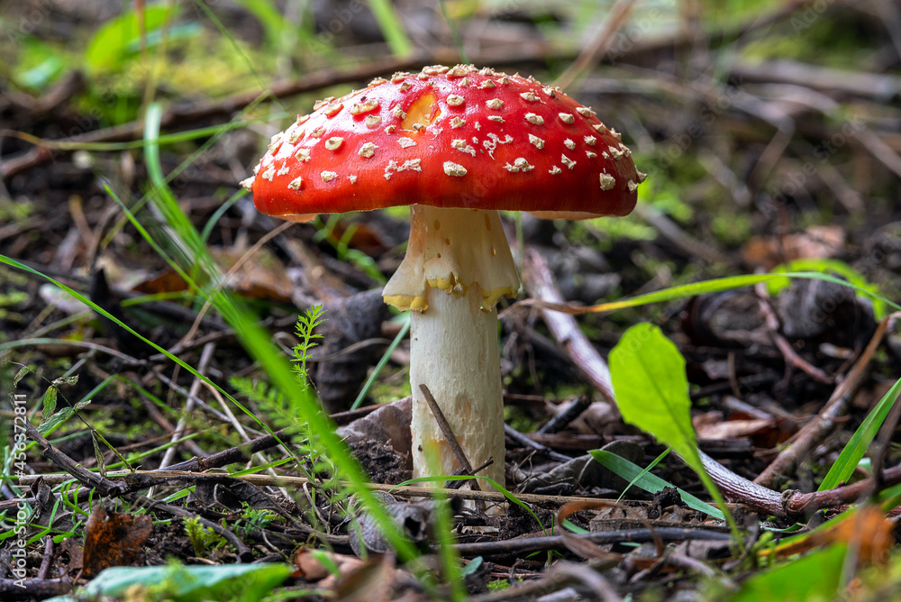 Birch fly agaric mushroom in the forest in autumn season Birch fly agaric mushroom in the forest in autumn season