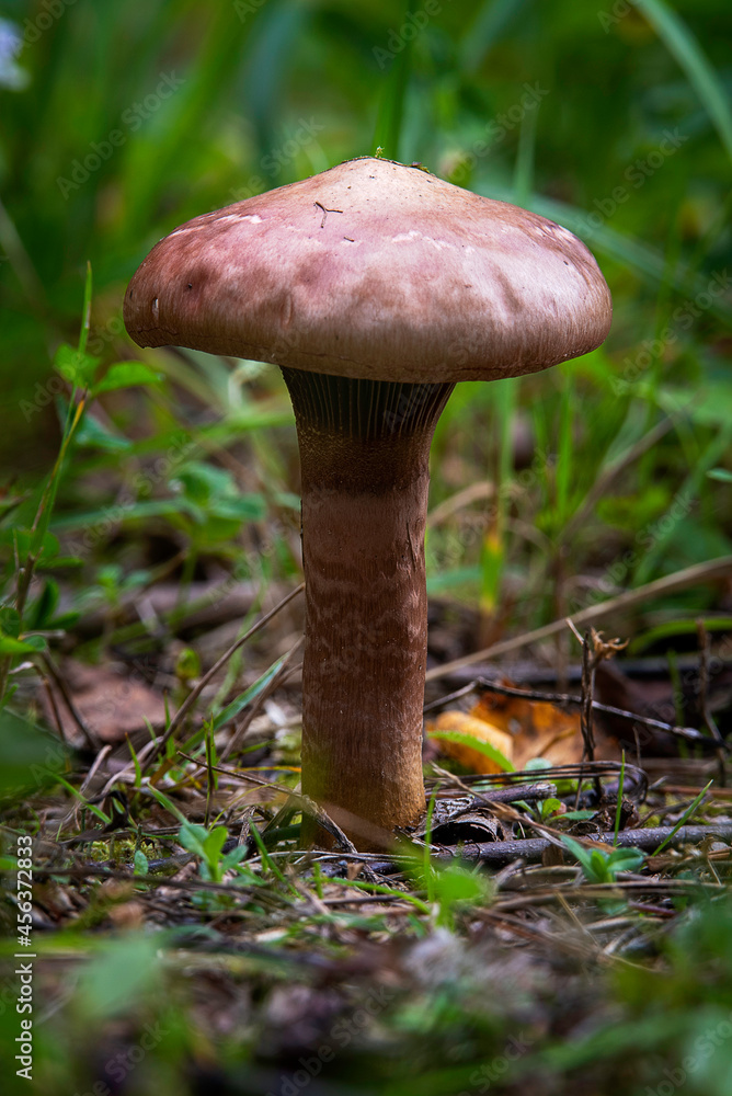 Mushroom in the forest in autumn season