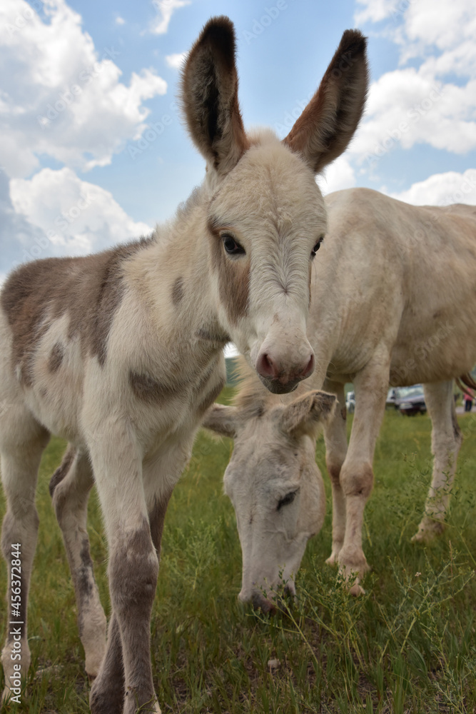 Baby Burro with Big Ears Looking Adorable Baby Burro with Big Ears Looking Adorable