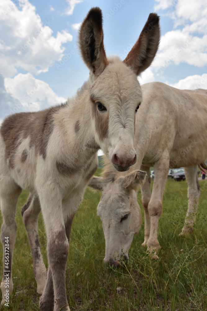 Baby Burro with Big Ears Looking Adorable