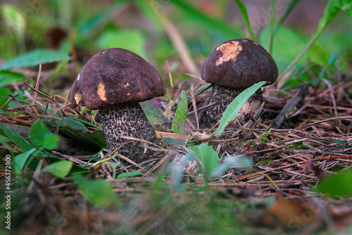 Two aspen bolete mushroom in the forest in autumn season