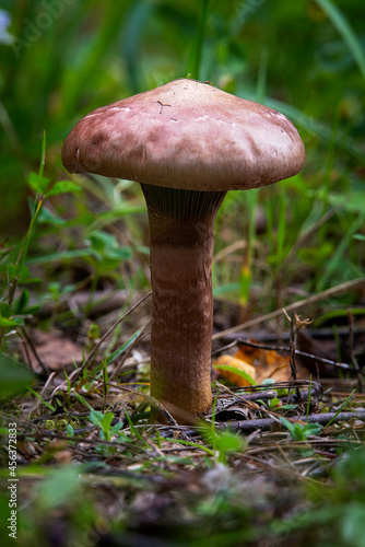 Mushroom in the forest in autumn season