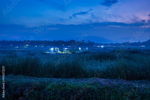 Farmer harvest Papyrus on the fields at Hoai Nhon, Binh Dinh, Vietnam photo