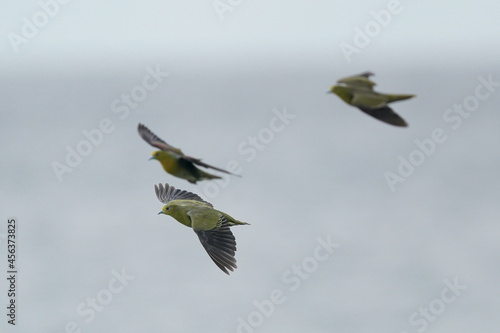 white bellied green pigeon in the sea shore