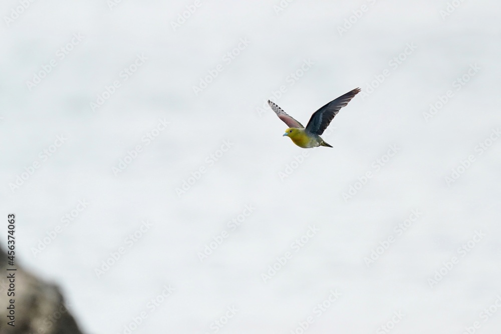 white bellied green pigeon in the sea shore white bellied green pigeon in the sea shore