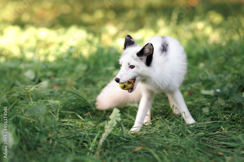 white little fox runs on the green grass in summer eating apples on the ground