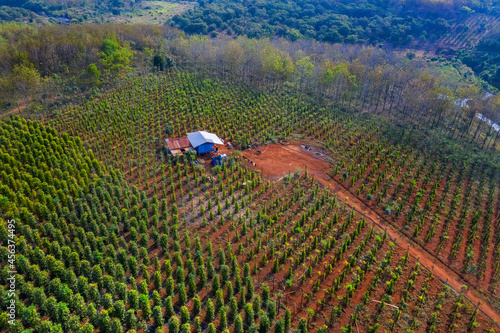 Aerial view of pepper farm in Bu Dang, Binh Phuoc, Vietnam.  Top of pepper tr...