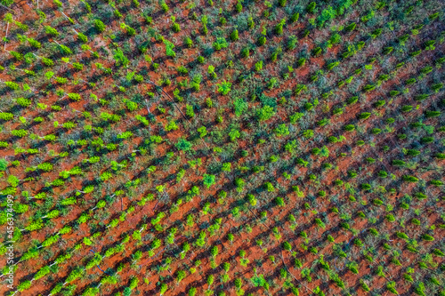 Aerial view of pepper farm in Bu Dang, Binh Phuoc, Vietnam.  Top of pepper tr...