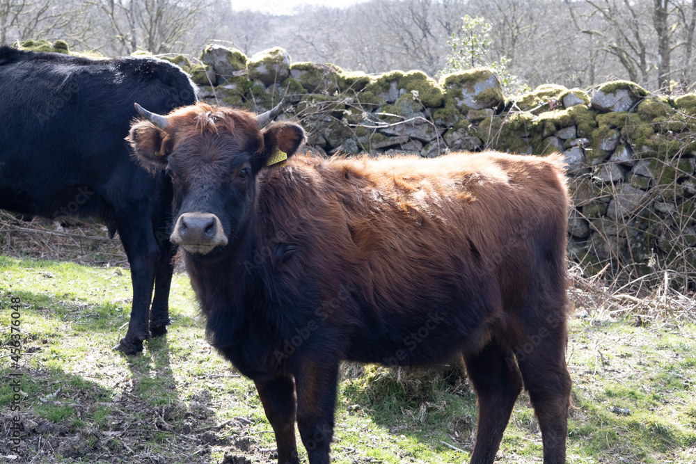cows in the field