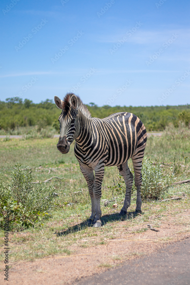Naklejka premium zebra in the wild