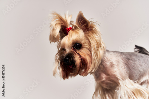 a small dog Yorkshire Terrier posing isolated background