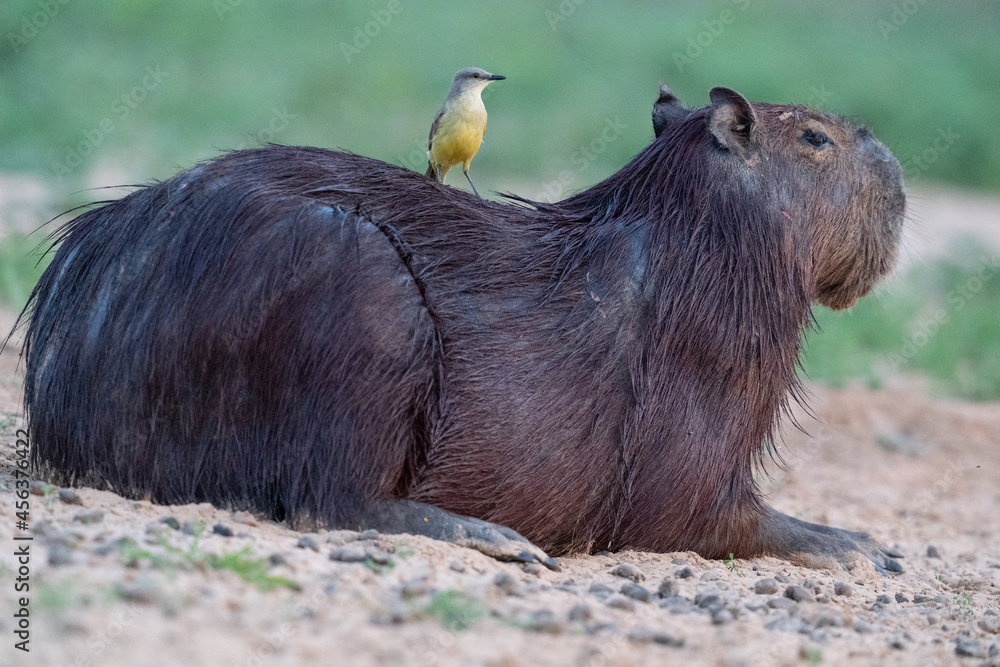 The capybara (Hydrochoerus hydrochaeris) and the bird. The capybara (Hydrochoerus hydrochaeris) and the bird.