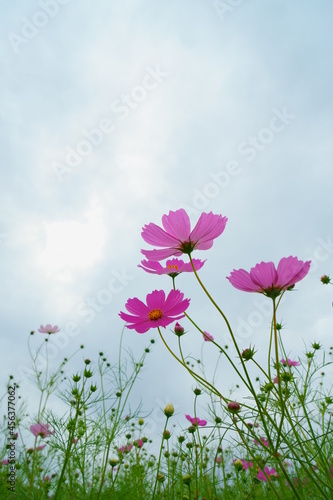 空に向かって咲くピンクのコスモスと蕾 © tomomi
