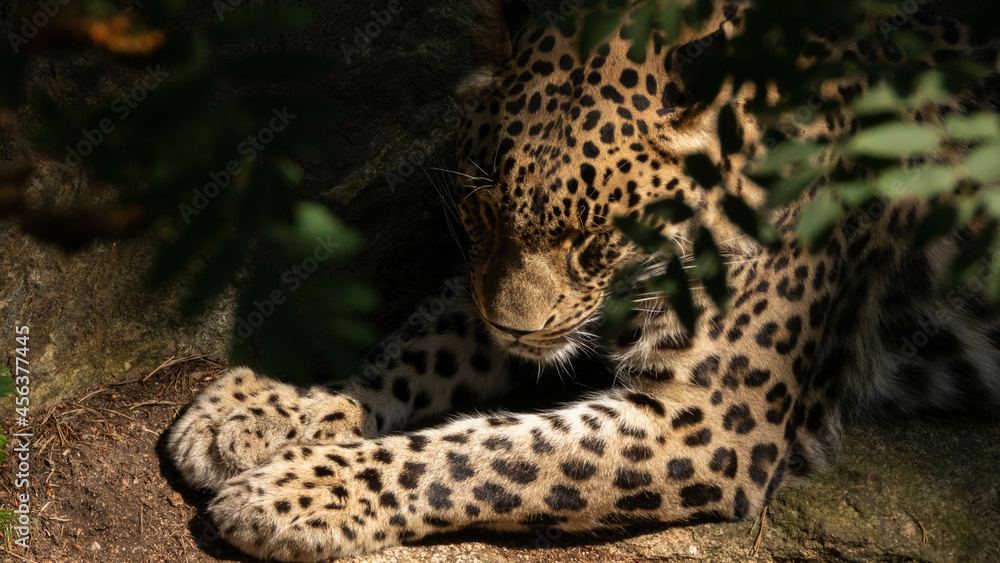 A leopard resting under a tree A leopard resting under a tree