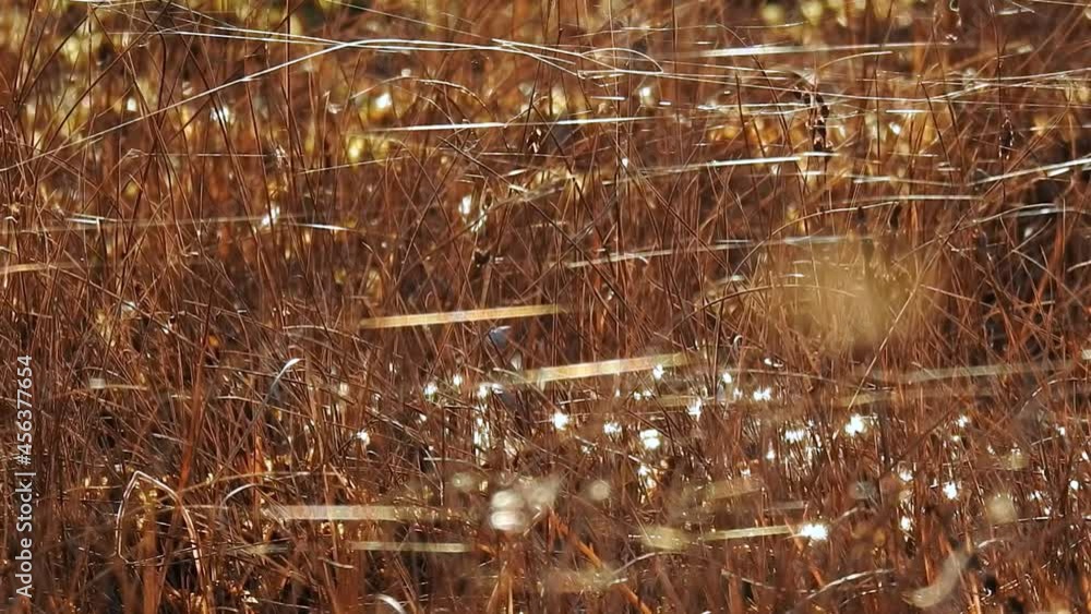 custom made wallpaper toronto digitalBeautiful golden and bright autumn background on a sunny sunset shot close-up. The cobweb on dry plants shines and develops in a gentle breeze. Fairy autumn landscape.