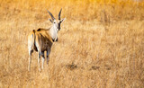 Eland antelope on the African plains.