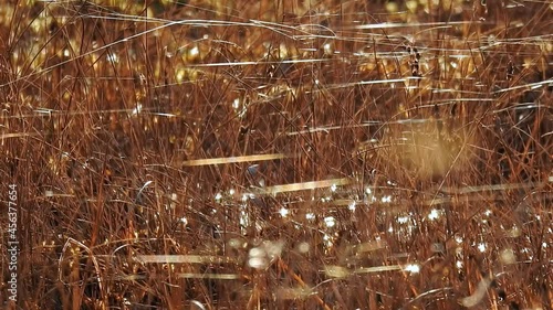 Wallpaper Mural Beautiful golden and bright autumn background on a sunny sunset shot close-up. The cobweb on dry plants shines and develops in a gentle breeze. Fairy autumn landscape. Torontodigital.ca