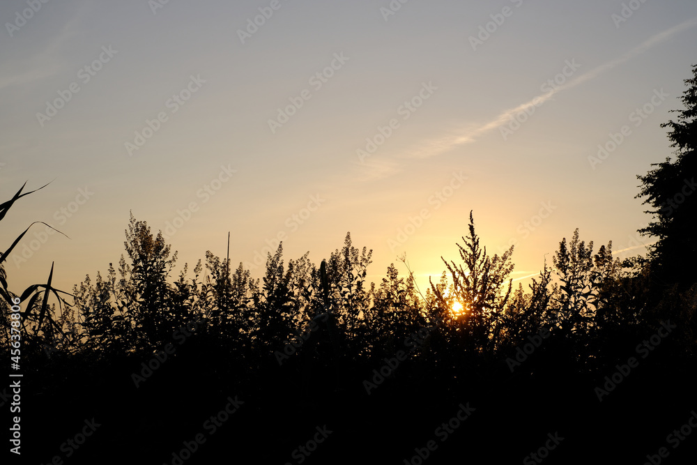 Sonnenaufgang hinter den Büschen