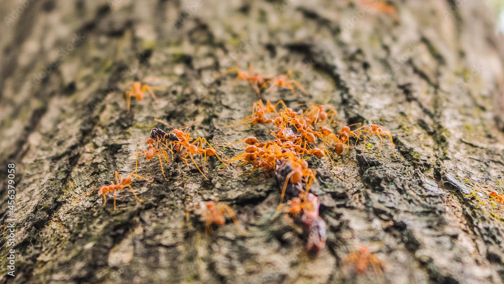 Ants are bringing their prey back to the nest Ants are bringing their prey back to the nest