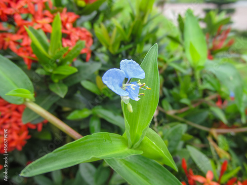 Macro photo of commelina diffusa (climbing dayflower or spreading dayflower) photo