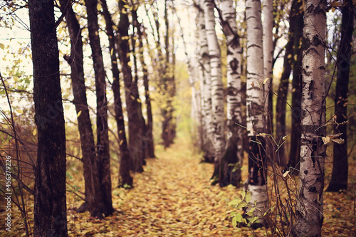Fototapeta Naklejka Na Ścianę i Meble -  golden autumn forest landscape, mixed forest view, taiga, nature in october