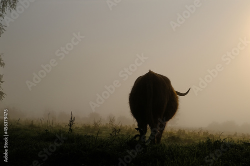 Langhorn-Rind wendet sich ab und verchwindet im Nebel