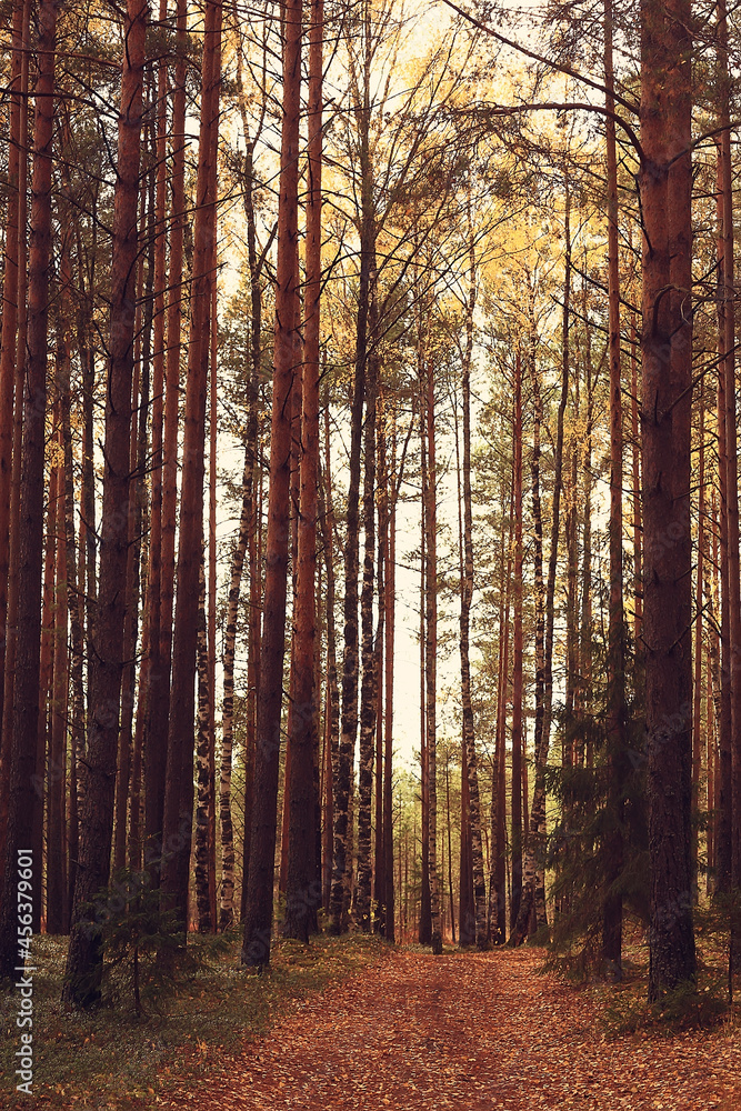 Fototapeta premium golden autumn forest landscape, mixed forest view, taiga, nature in october
