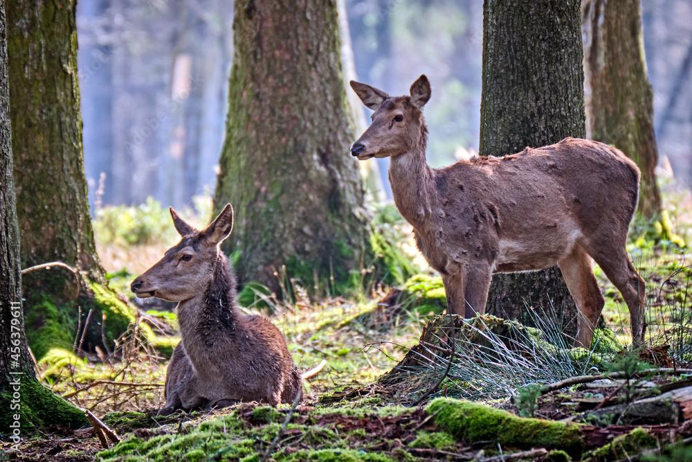 Obraz premium Rotwild ( Cervus elaphus ).