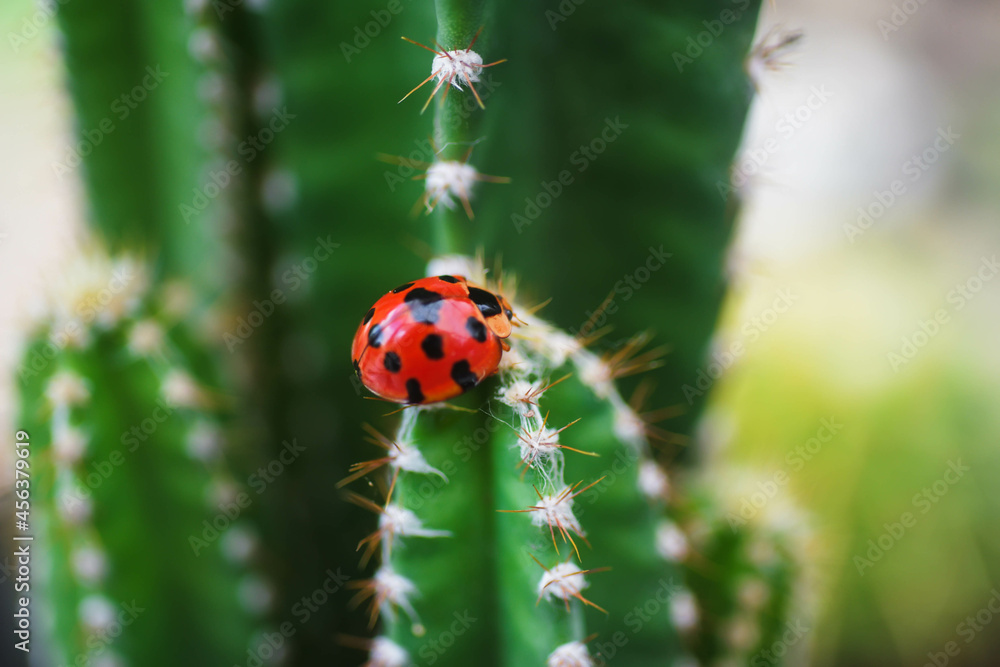 Ladybugs cling to the cactus beautifully.