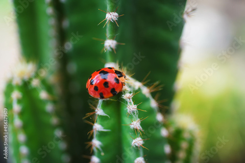 Ladybugs cling to the cactus beautifully.