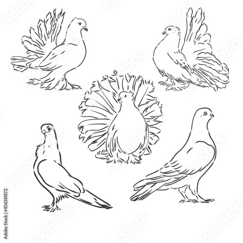 Pigeons. Design set. Hand drawn engraving. Editable vector vintage illustration. Isolated on light background. decorative pigeons vector sketch