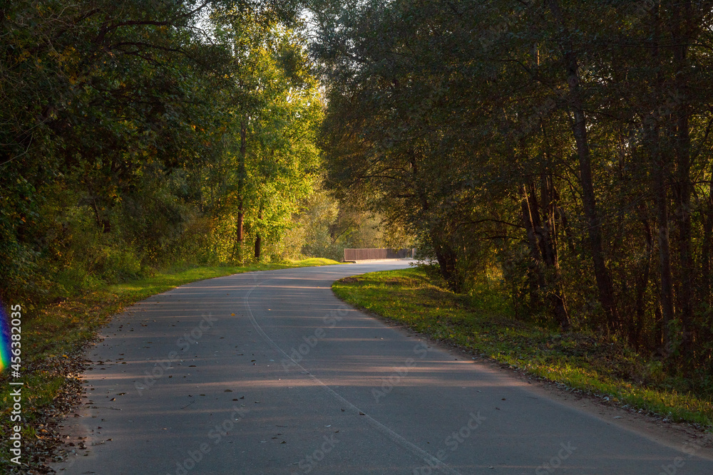 Fototapeta premium road in the forest