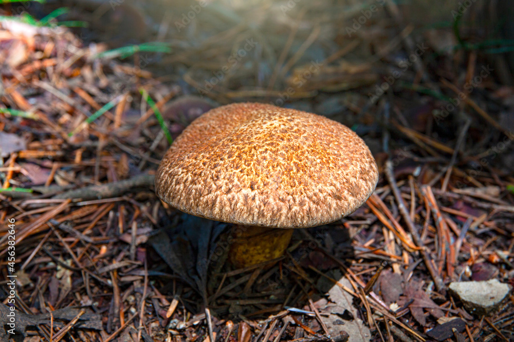 Close-up shot of a mushroom grown in the mountains. Close-up shot of a mushroom grown in the mountains.