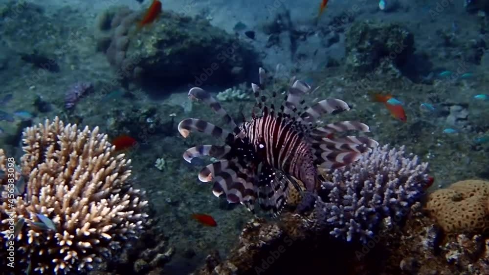 Lion fish or Turkey fish , its scientific name is Pterois miles, belongs to the family Scorpaenidae. The fish has fins as spines which are extremely venomous Lion fish or Turkey fish , its scientific name is Pterois miles, belongs to the family Scorpaenidae. The fish has fins as spines which are extremely venomous