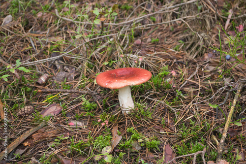 Red Russula mushroom growing in the forest moss