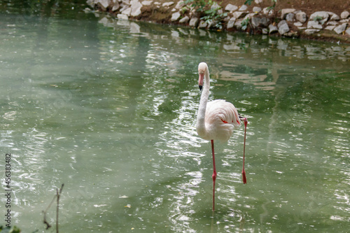 beautiful pink flamingos with beak and loose wings