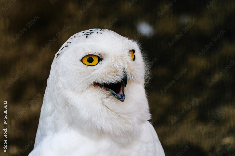 Naklejka premium beautiful white owl with yellow eyes and beak