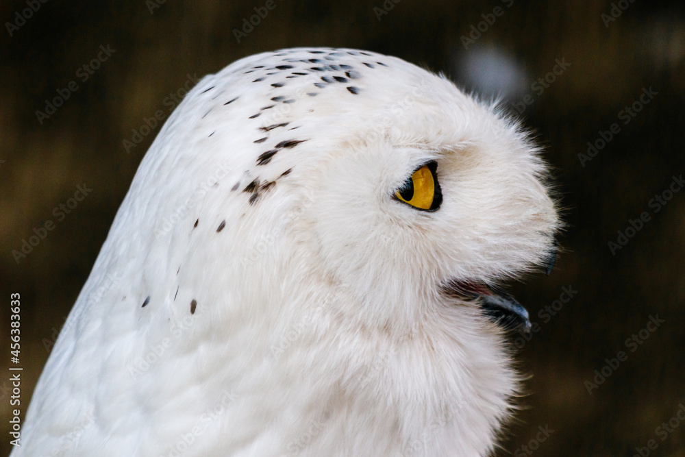 Obraz premium beautiful white owl with yellow eyes and beak