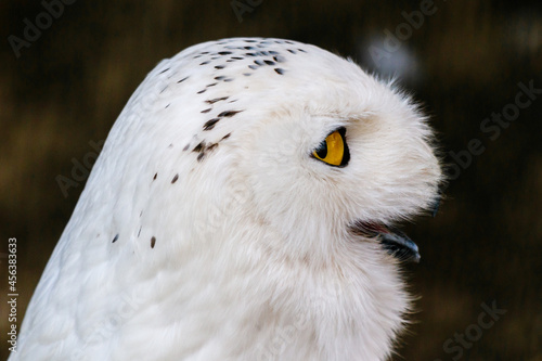beautiful white owl with yellow eyes and beak © Minakryn Ruslan 
